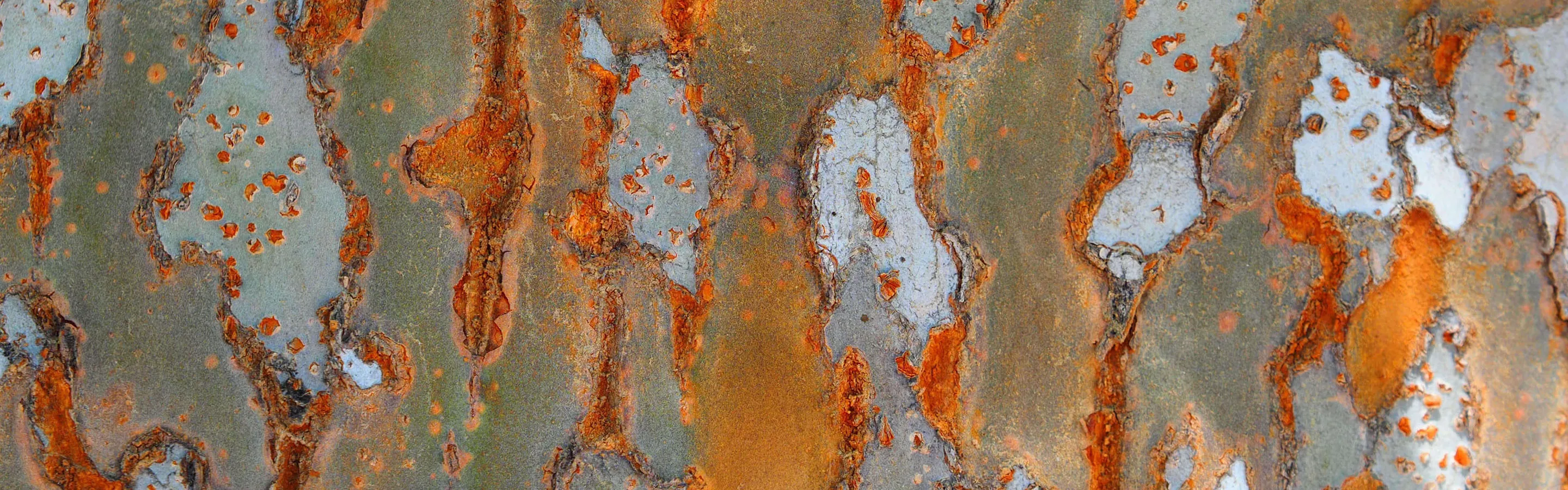 Close up pattern of eucalyptus bark