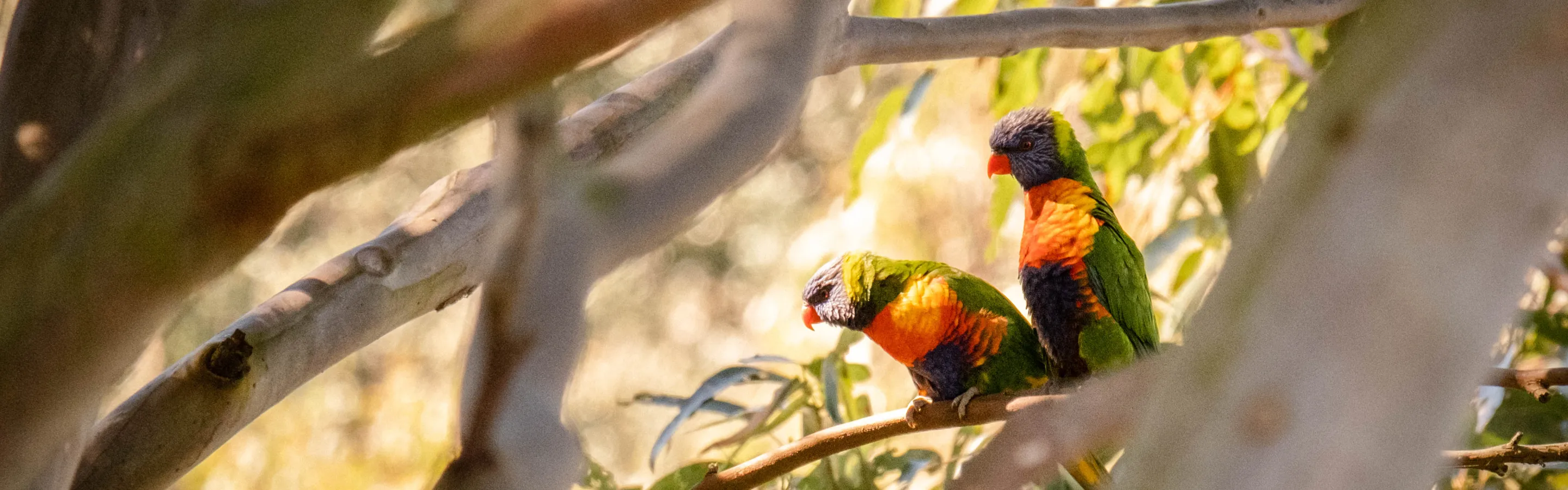 Lorikeets in the backyard