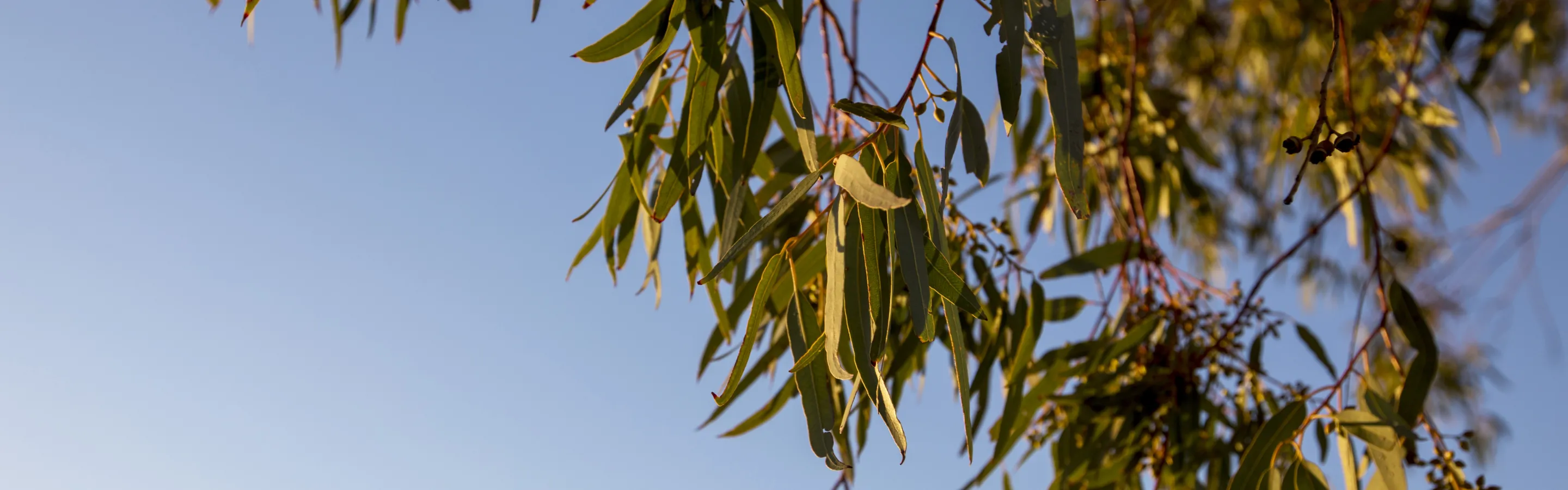 Ironbark Advice EOFY