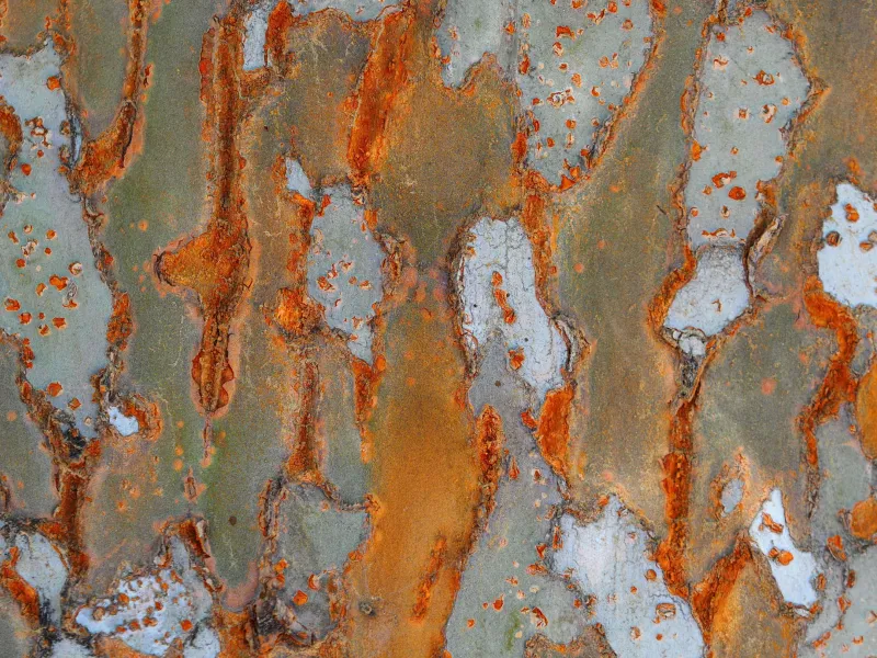 Close up pattern of eucalyptus bark