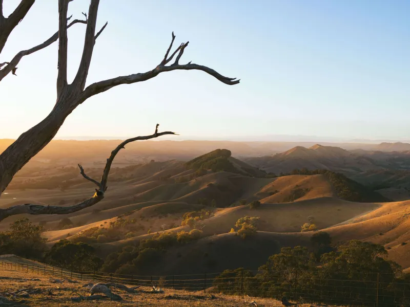 Mountain view with close up of trees on a clear blue sky day