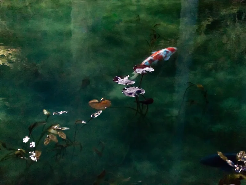 koi pond