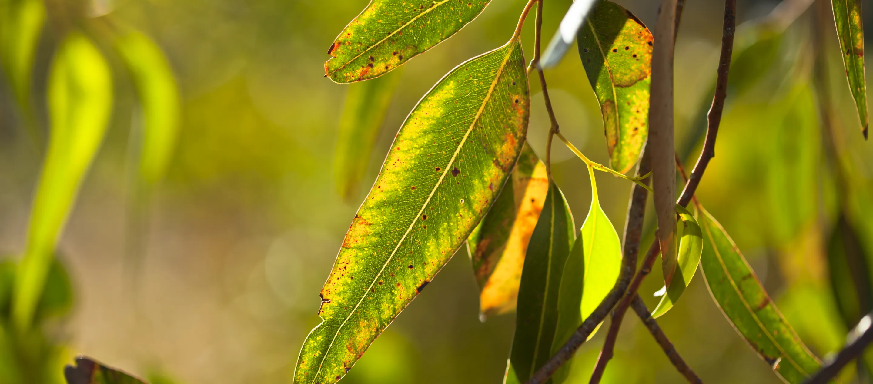 Ironbark_Advice_eucalyptus-leaves-close-up.jpg