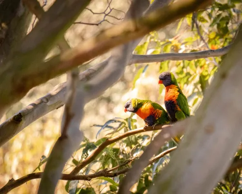 Lorikeets in the backyard